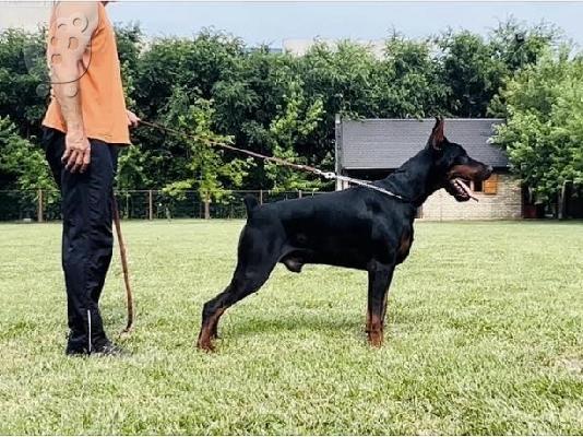 Κουτάβια DOBERMAN